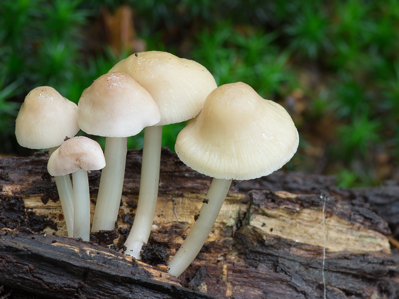 Mycena romagnesiana